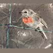robin