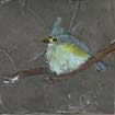 tufted titmouse