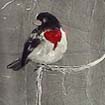 rose-breasted grosbeak-1