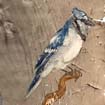 blue jay