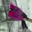 northern cardinal