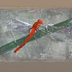 damsel fly