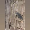 great blue heron-2